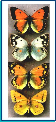 Colias aurorina