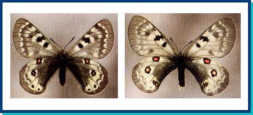 Parnassius delphius