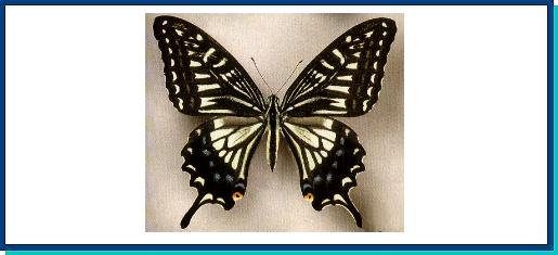 Papilio xuthus
